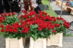 Zdjęcie DSC_2599.jpg