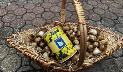 Akcja charytatywna Pola Nadziei w Nieporęcie, na zdjęciu koszyk z cebulkami żonkili